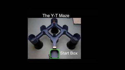 Place cell trajectory-dependent activity on a maze with multiple routes to the same goal