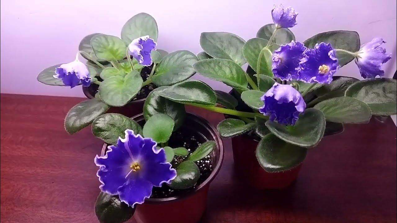 Фиалка 🌸DS Сияющий Колокольчик 🌸 от укорененого листа 🌱 до цветения 🏵️🌺 ...