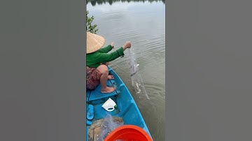 Thả lưới cá chốt #cuahangtuongvi