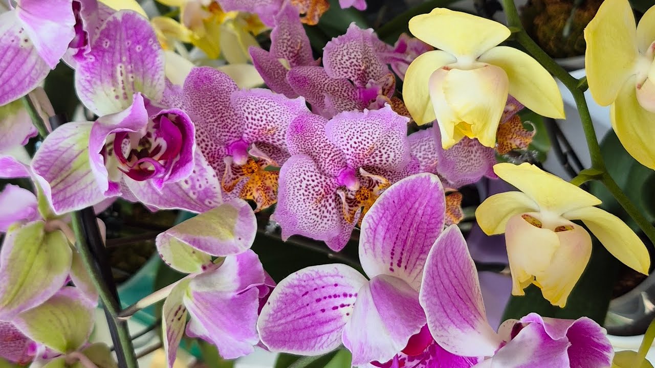 Посадки орхідей - огляд🦋🌿🌷#фаленопсис #orchids #фаленопсис