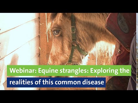 Webinar: Equine strangles: Exploring the realities of this common disease