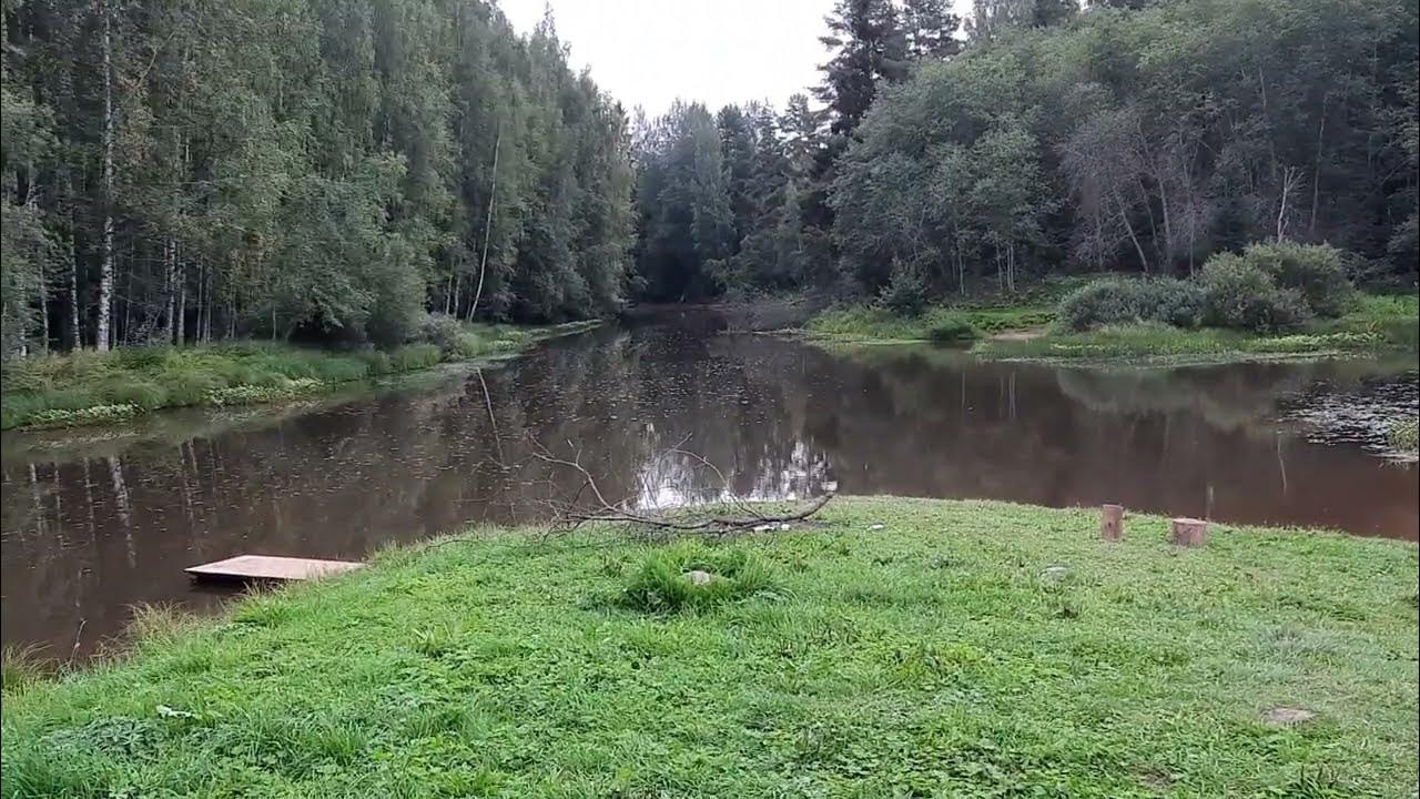 Чаща ло. Река Кременка Гатчинский район. Река Кременка чаща. Река Оредеж СПБ. Река Кремянка в Ленобласти.