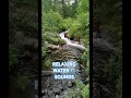 Relax With This Peaceful Forest Creek 💤 Nature Sounds #shorts
