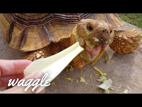 OMG Turtles | Try Not to Aww Challenge