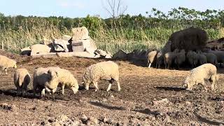 Canadian Sheep Enjoying The Sunshine.