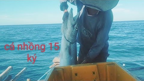 nghề thả câu cá dũa. gặp cá nhồng to lớn và cái kết