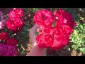 Летняя Обрезка Роз для пышного Цветения