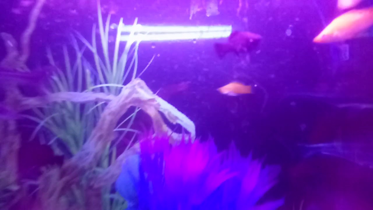 Aquarium YouTube