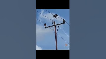 monkey electric shock #shorts  #shortsviduo  #shortsyoutube