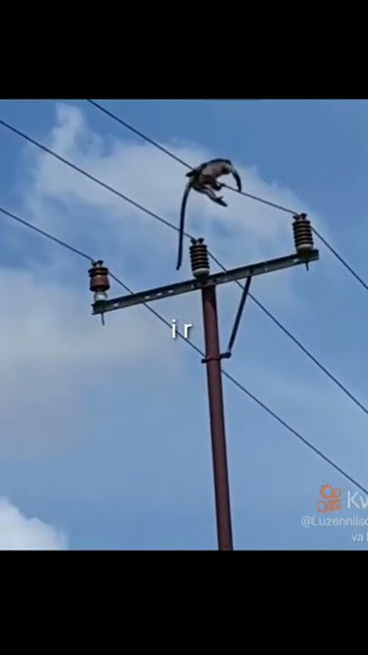monkey electric shock #shorts  #shortsviduo  #shortsyoutube