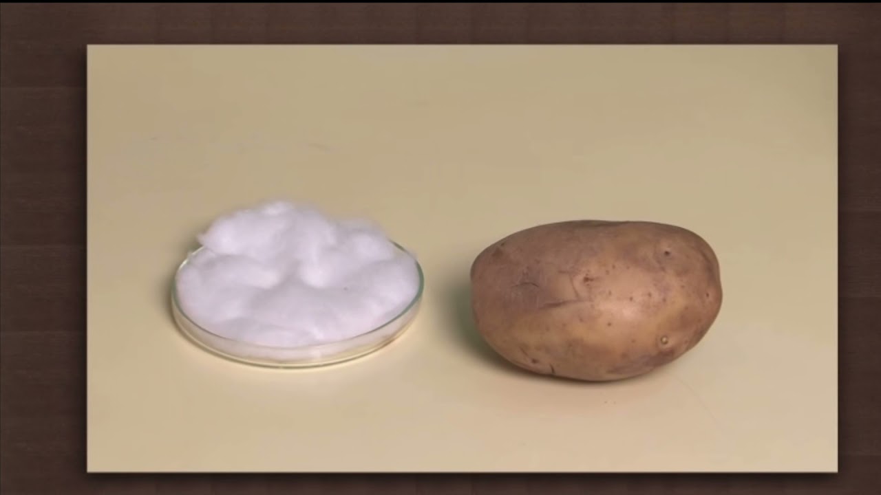 science activity 3 biology youtube