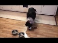 Look at this dog he does not eat food in bowl Look at this dog he does not eat food in bowl