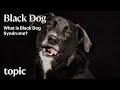 Questce que le syndrome du chien noir   sujet