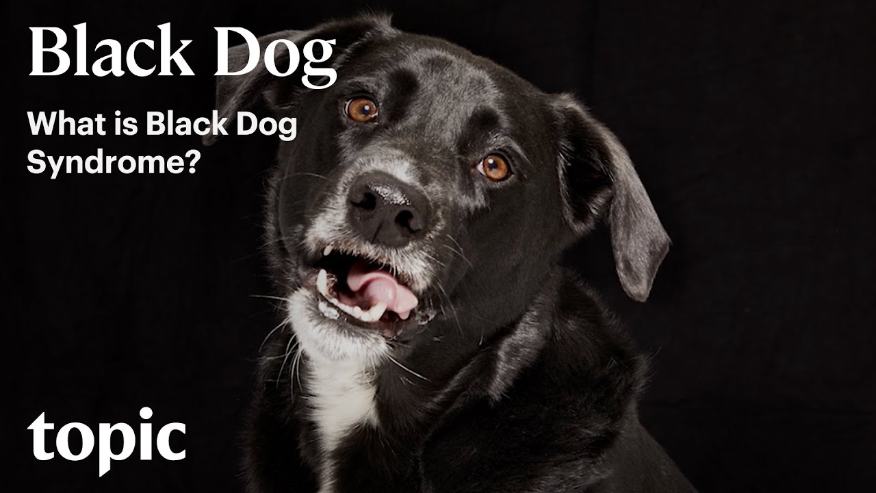 What is Black Dog Syndrome  Topic YouTube