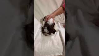7 week old Havanese puppy for sale born 9-24-21 Melbourne, FL