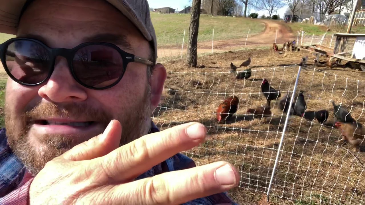 We May Have a Hawk Problem — January 2020 - YouTube