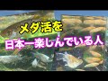 今シーズンも増やしまくります!【メダカ】