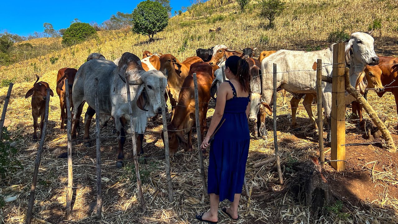 😱🐄Tenía mucho tiempo que no llevamos a ver las vacas a mi esposa ya no la conocen 😱🐄