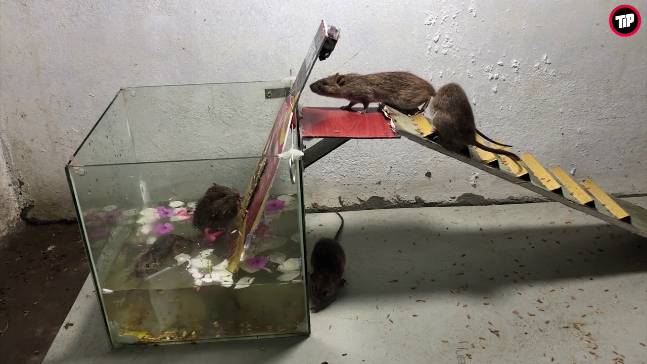 PVC Water Bottle Mouse Trap/DIY make A Mouse Trap Homemade/Tip Trap