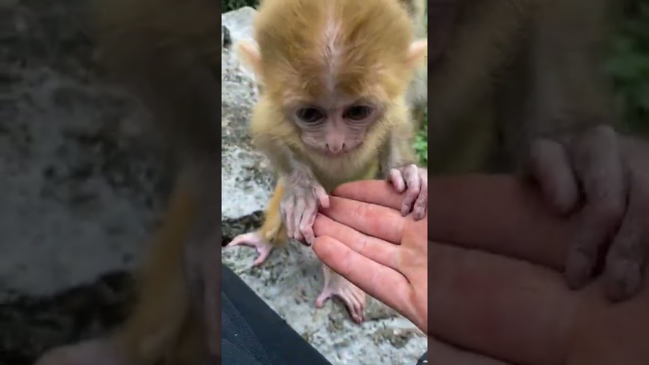 Curious little monkey baby 