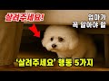 강아지의 이 행동들, '살려달라'는 뜻입니다 – 강아지가 사랑하는 엄마에게만 보내는 SOS 행동 5가지