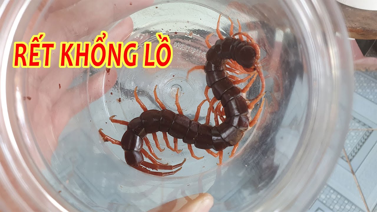 Bắt Được Rết Rất To | Cách Làm Hồ Nuôi Rết Cảnh - YouTube