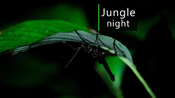 Rainforest sounds - Night in the Amazon jungle