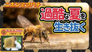 The Japanese Honey Bee's Incredible 
