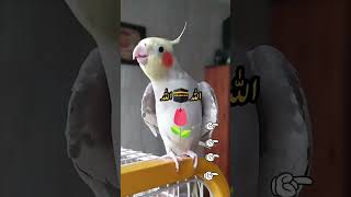 Allah kahta hua tota#Subhan Allah
