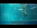 Nick Vujicic dives with sharks in Marine Life Park Singapore - 05Sep2013