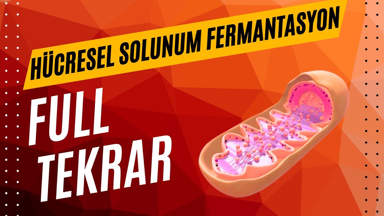 HÜCRESEL SOLUNUM - FERMANTASYON FULL TEKRAR AYT 2025