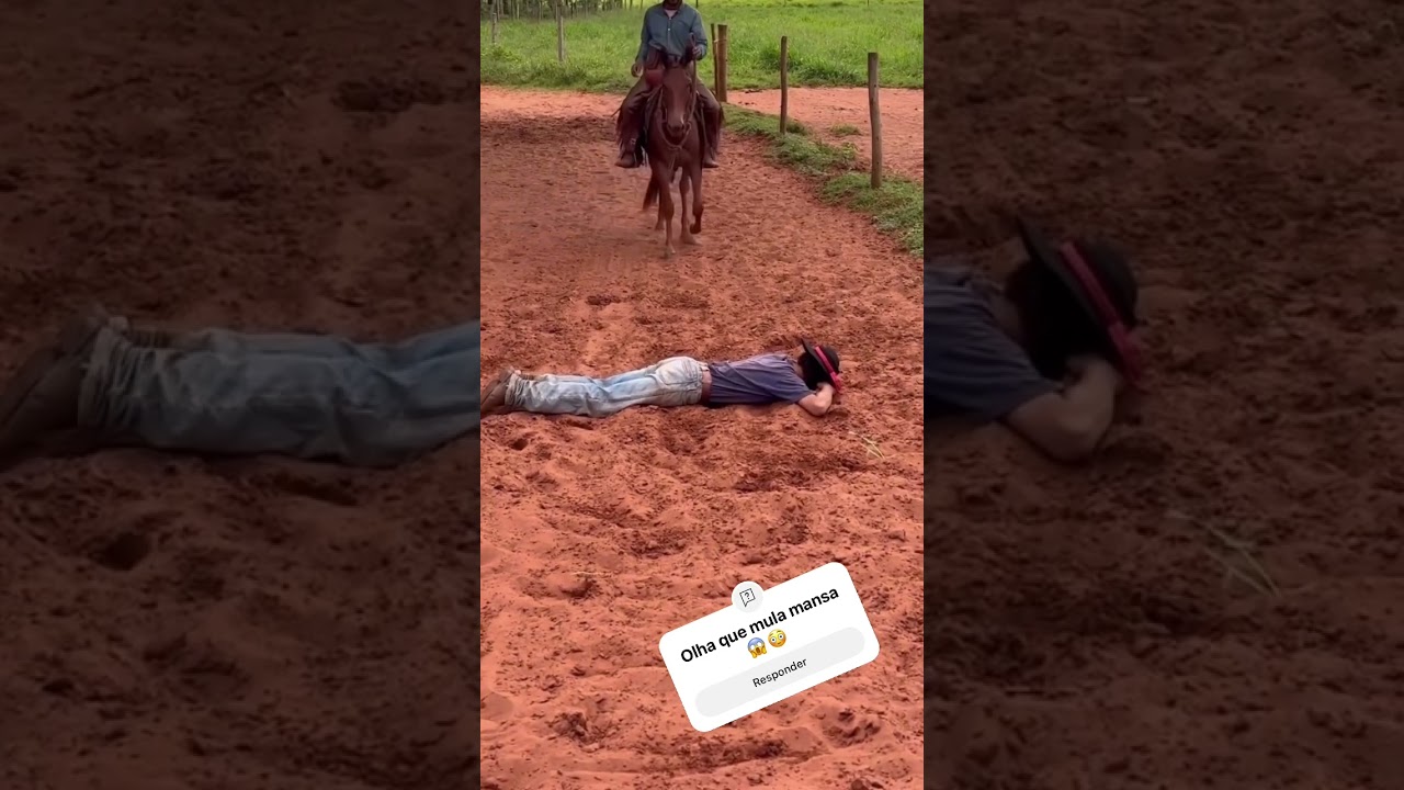Olha que mula mansa 😱😳 #agro #pecuarista #cavalo #fazenda #cavalos