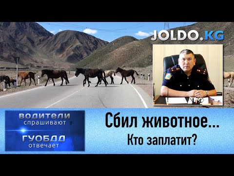 Сбил животное - кто заплатит? Водитель или хозяин животного?