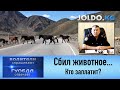 Сбил животное - кто заплатит? Водитель или хозяин животного?