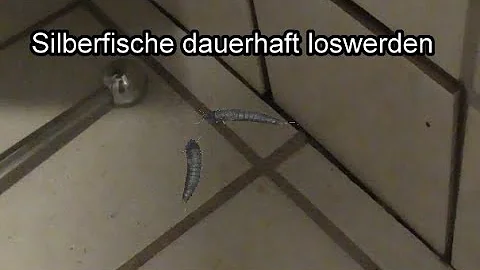 Sollte man Silberfische töten?