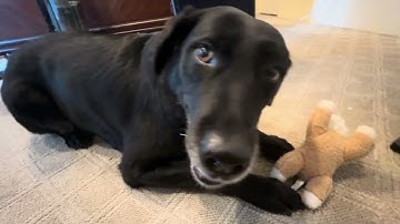 Schaduw heeft plezier thuis