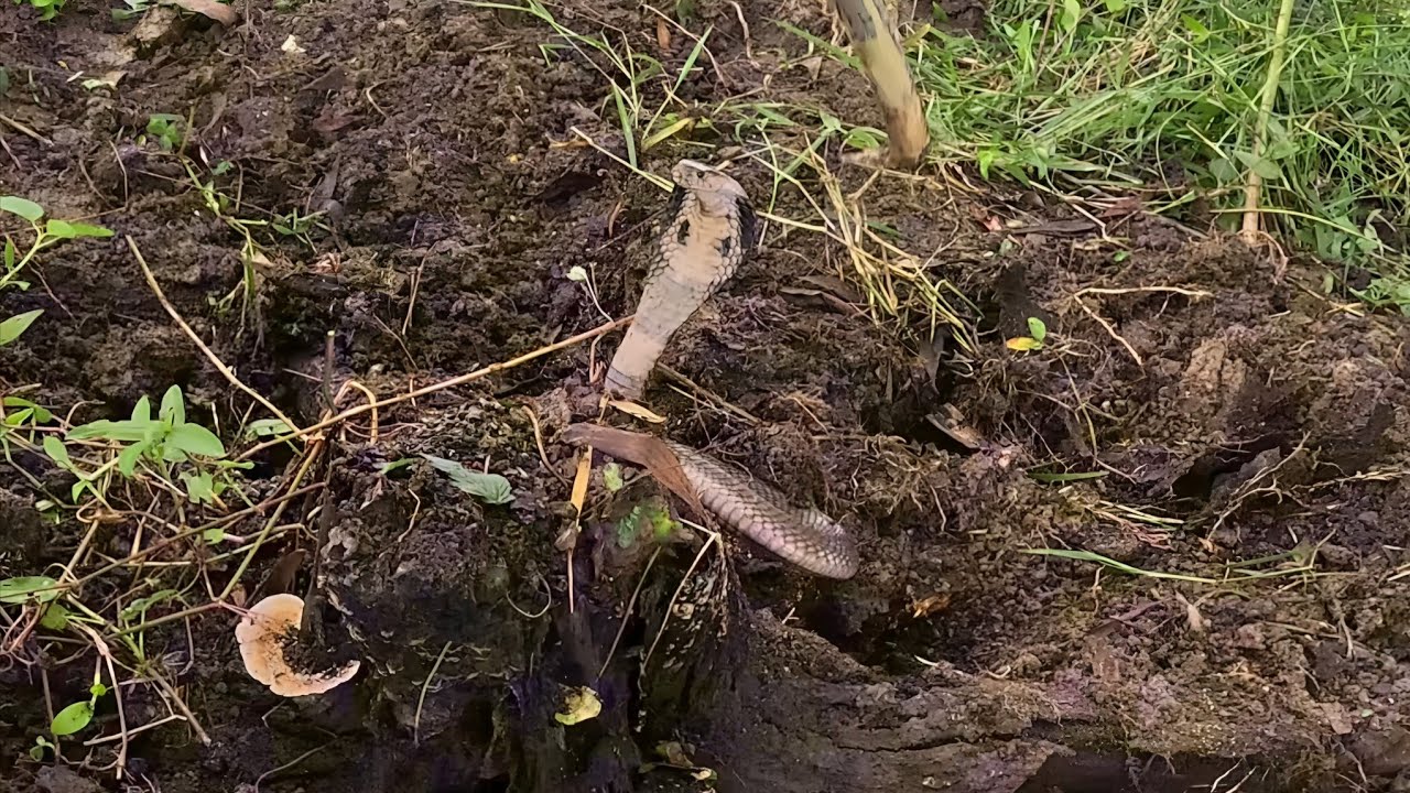 Còn Rất Nhiều Dấu Vết Và Da Rắn Hổ Mang Ở Khu Vực Này || Giang Ca SB # 48