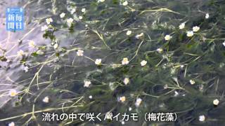 滋賀・米原：涼しげ、水中のバイカモ