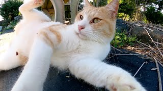 腰トントンが大好きなイケメン茶シロ猫