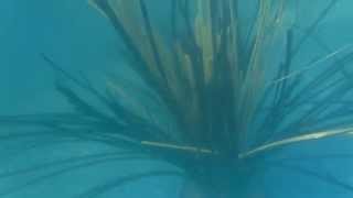 Self Opening Ultra Fine Cradle Artificilal Fish Habitat testing in pool