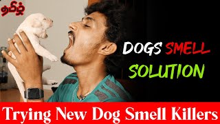 How To Kill Dogs Smell in Your Home in Tamil