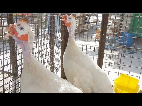 الرحال سوق الغزل في بغداد القبج الابيض فيديو عن طيور القبج الابيض في السوق