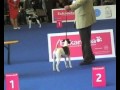 WDS Budapest 2013   fox terrier smooth の動画、YouTube動画。