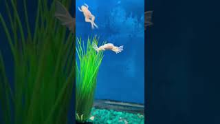 Albino African Clawed Frogs