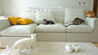 A sofa that is resistant to cat claws by 냥큼한 친구들 Sweet cats 22,198 views 1 year ago 5 minutes, 14 seconds