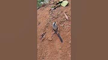 pikat burung cendet lepas