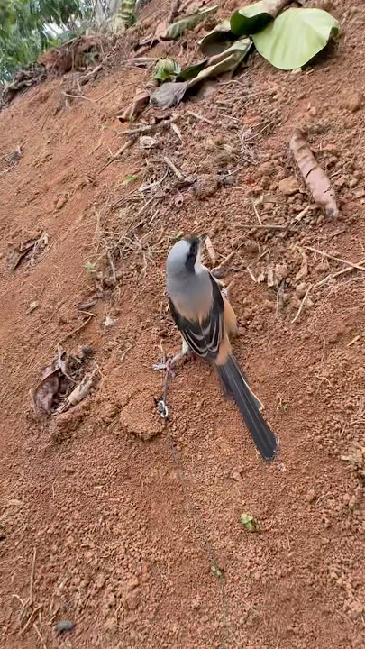 pikat burung cendet lepas
