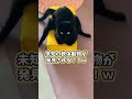 黒猫の動画見てニヤけたら負けwww #2ch #2ch動物スレ #動物 #犬 #猫 #shorts