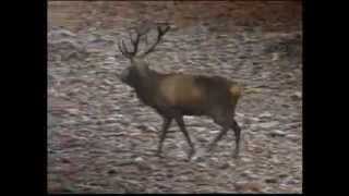 (Part 3) BBC Autumnwatch 2012 - Episode 1