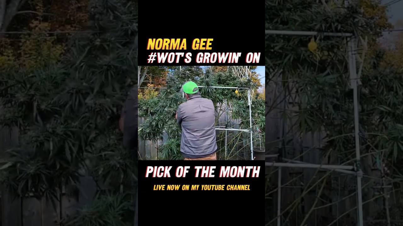 Wots growin on | Pick of the Month | Oct 2025 - Live now on my YouTube Channel